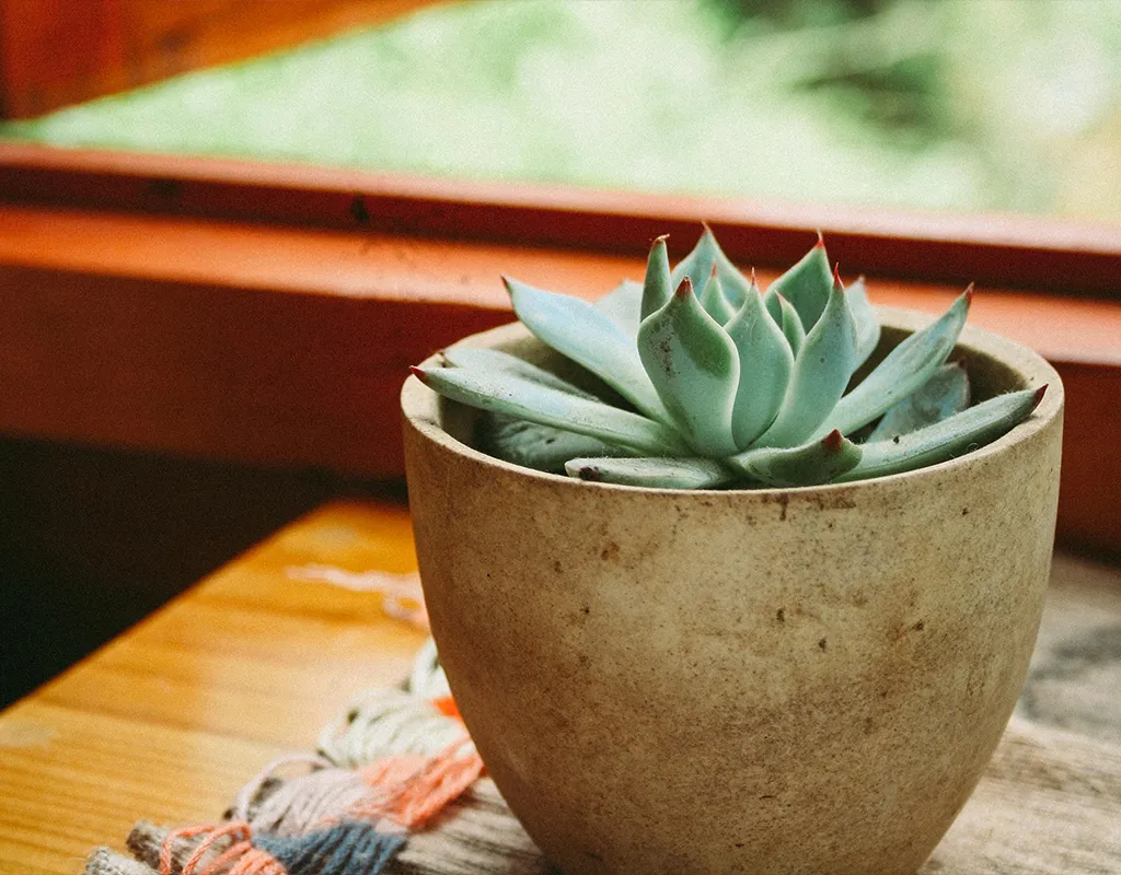 A Small Cactus next to a window